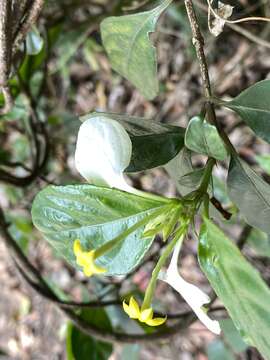 Image of Mussaenda pubescens Dryand.