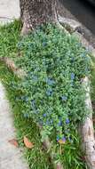 Image of Brazilian dwarf morning-glory