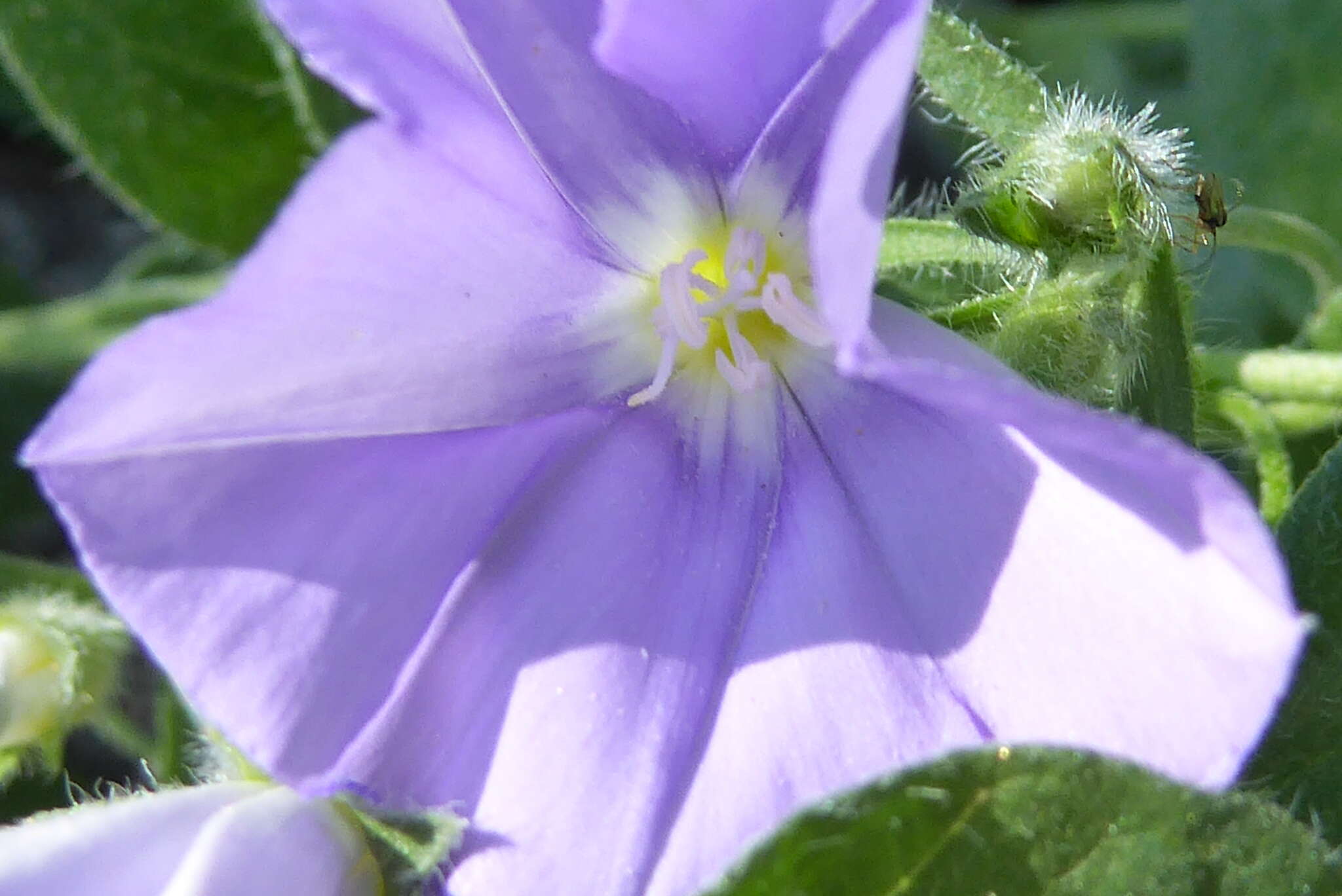 Image of Convolvulus sabatius subsp. mauritanicus (Boiss.) Murb.