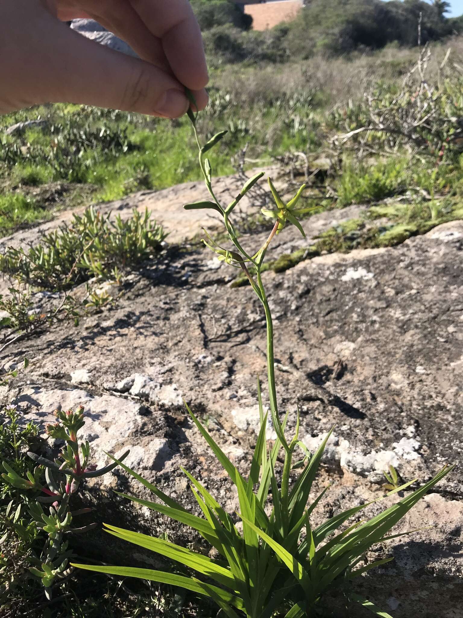 Image of Freesia viridis subsp. viridis