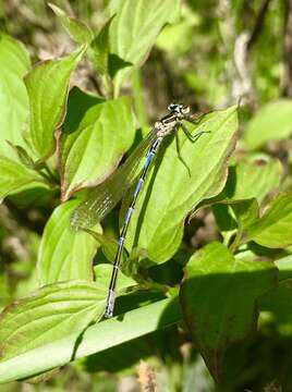 Image of Turkish Damselfly