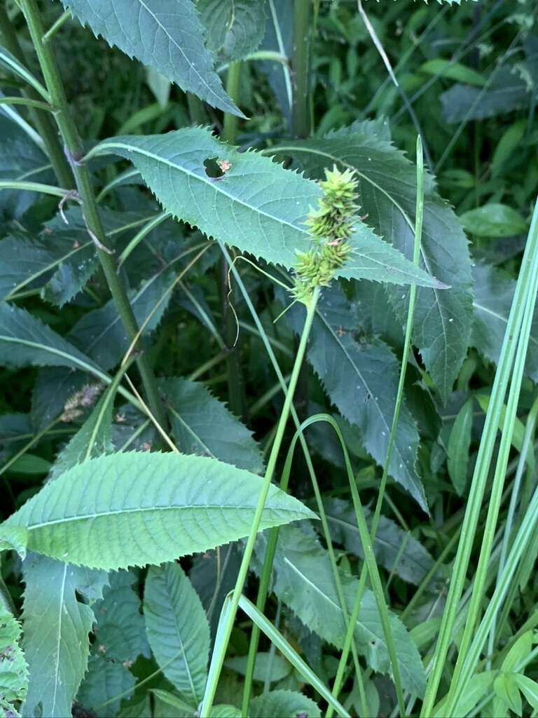 Image of glomerate sedge