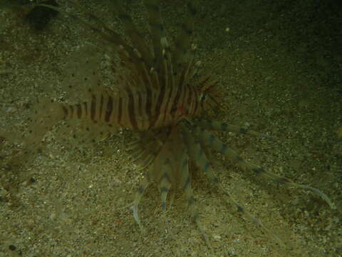 Image of Dragon's Beard Fish