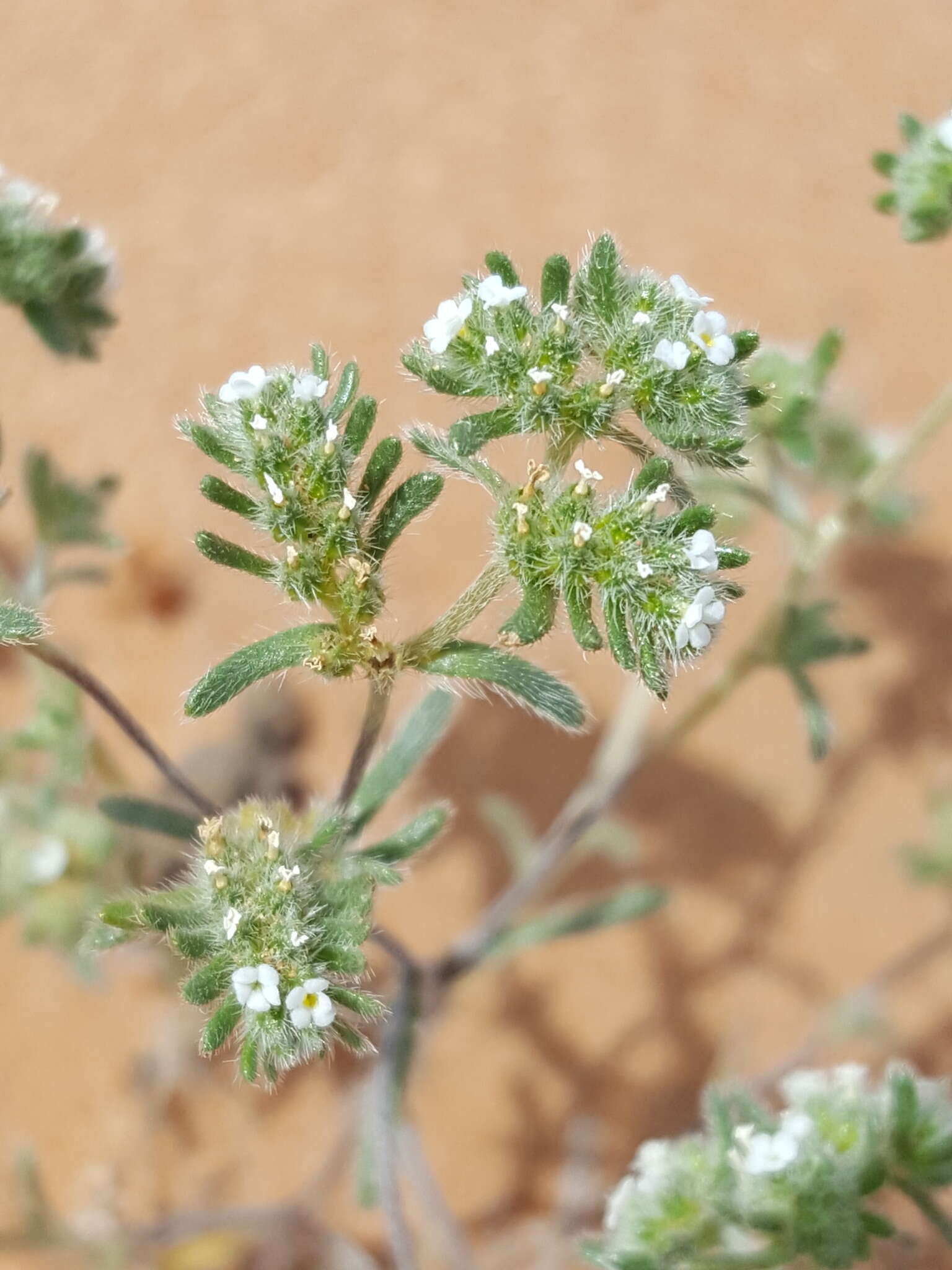 Plancia ëd Eremocarya micrantha (Torr.) Greene