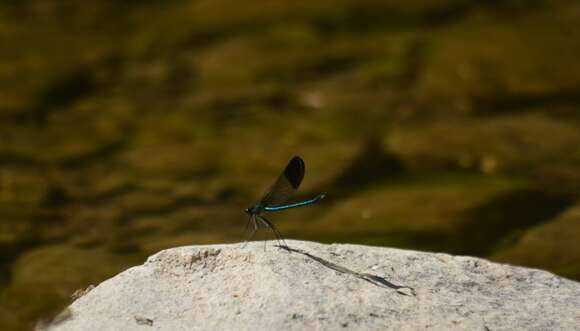 Image of River Jewelwing