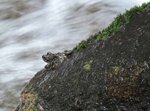 Image of Hong Kong Cascade Frog