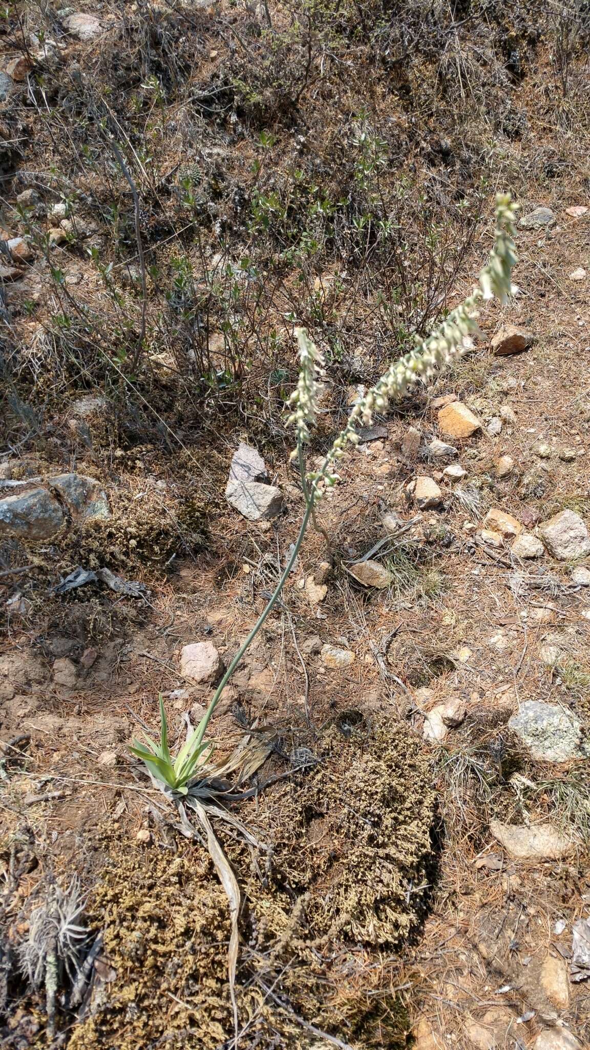 Image of Hemiphylacus latifolius S. Watson