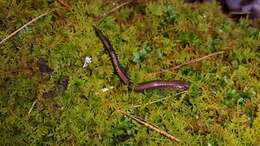 Image of Southern Redback Salamander