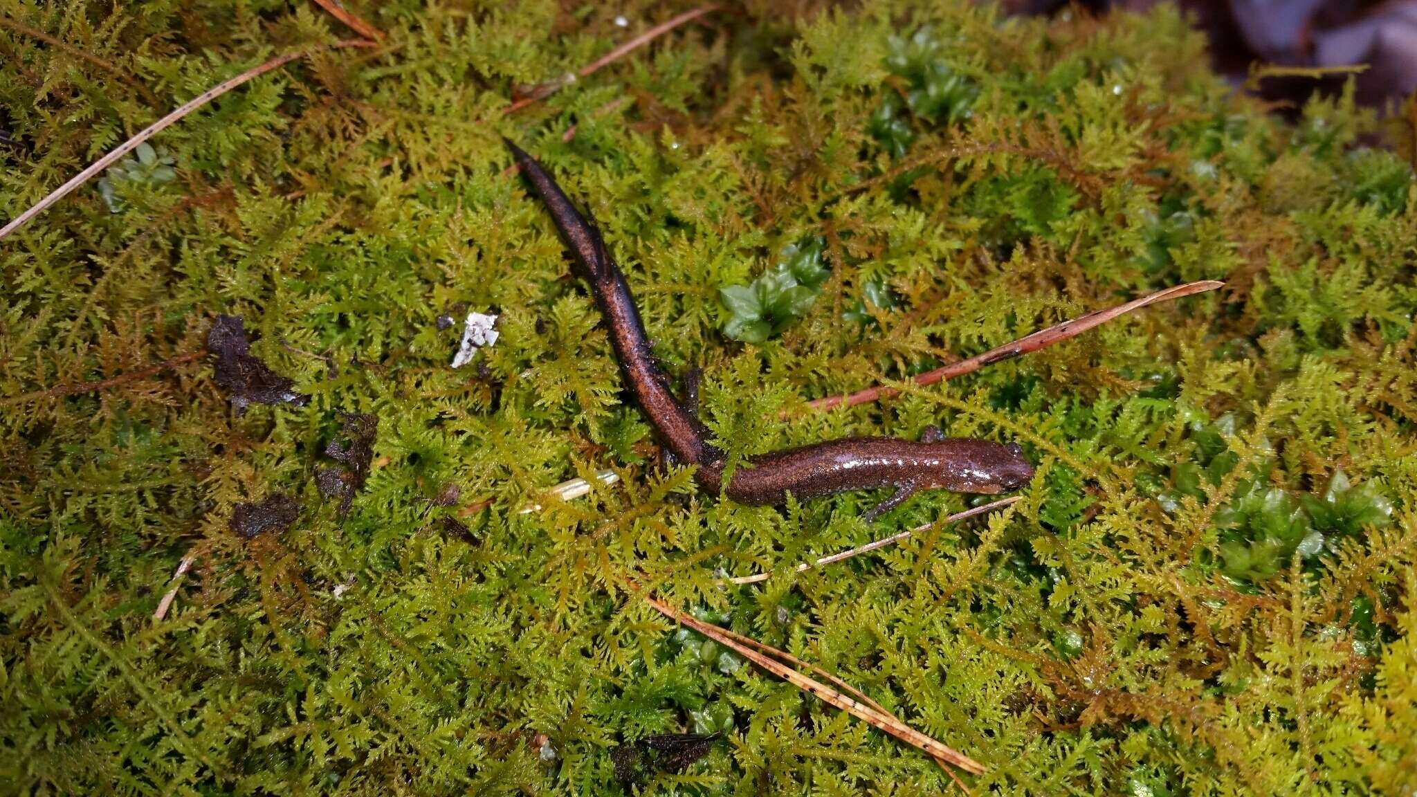 Image of Southern Redback Salamander