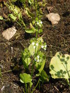 Imagem de Echinodorus berteroi (Spreng.) Fassett