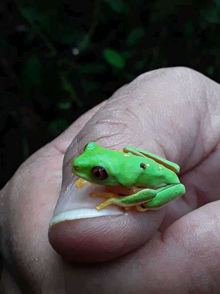 Image of blue-sided leaf frog