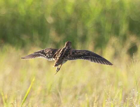 Image of Swinhoe's Snipe