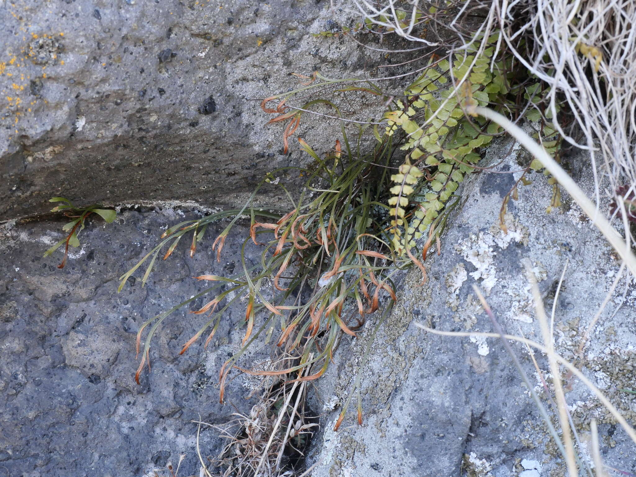 Sivun Asplenium septentrionale subsp. septentrionale kuva