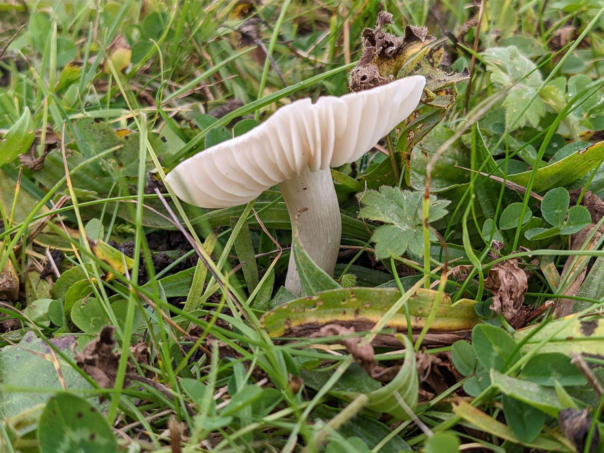 Image de Cuphophyllus fornicatus (Fr.) Lodge, Padamsee & Vizzini 2013