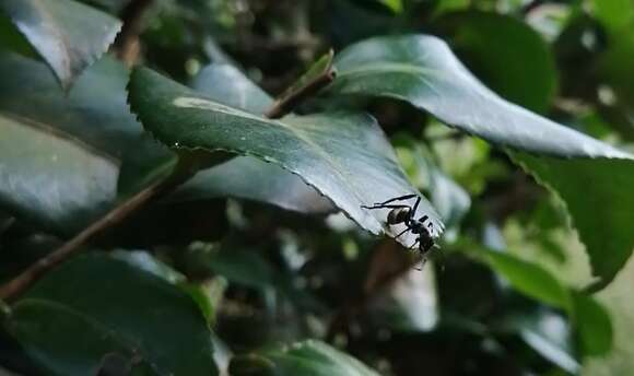 Слика од Myrmecotypus iguazu Rubio & Arbino 2009