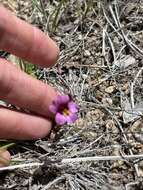 Image of Little Purple Monkey-Flower