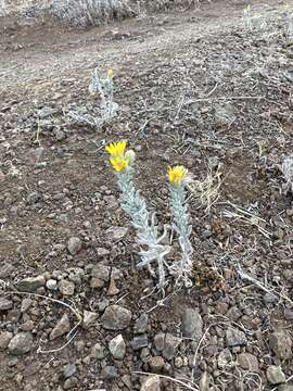 Image of sessileflower false goldenaster