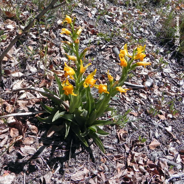 Plancia ëd Chloraea alpina Poepp.