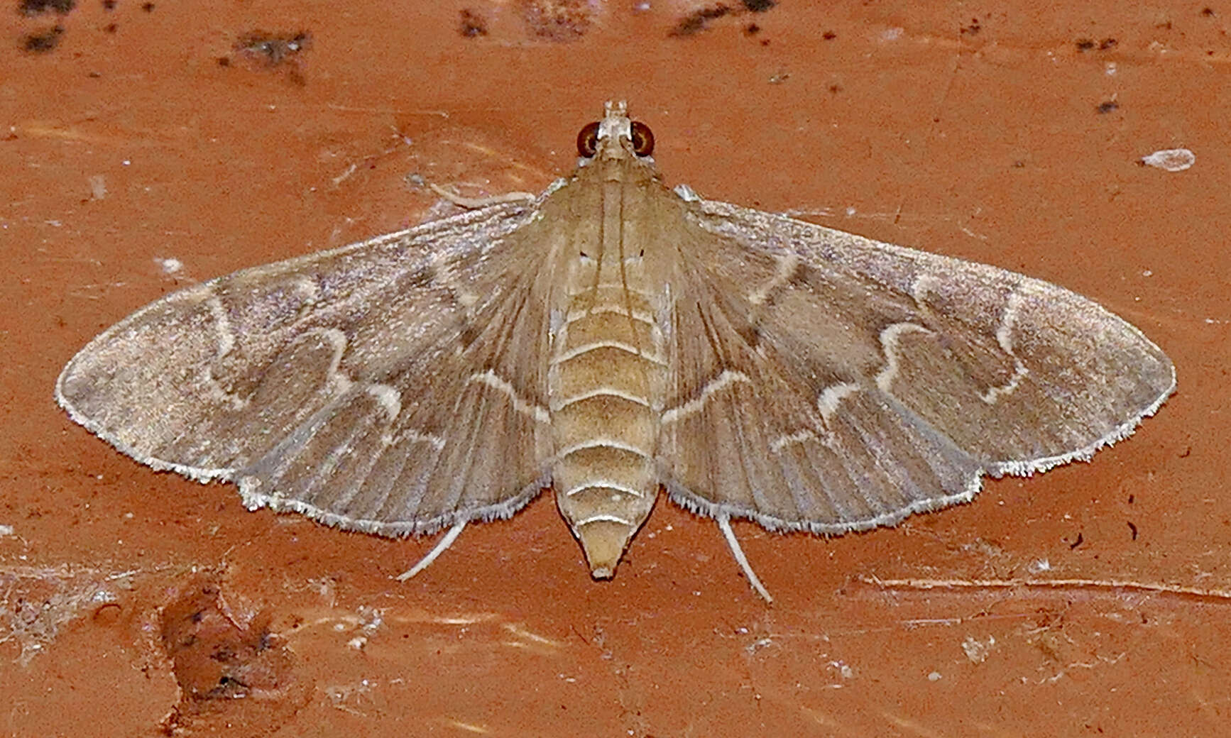 Image of Scraped Pilocrocis