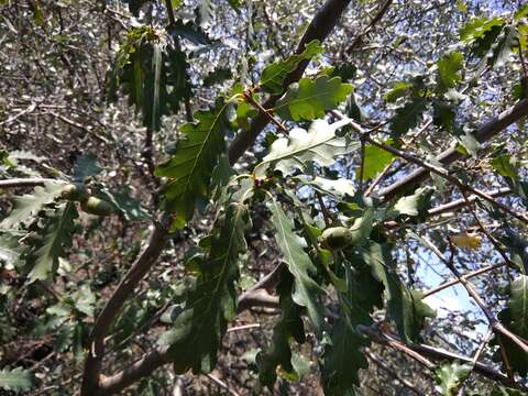 Image de Quercus petraea subsp. polycarpa (Schur) Soó