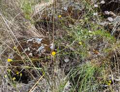 صورة Erigeron reductus var. angustatus (A. Gray) G. L. Nesom