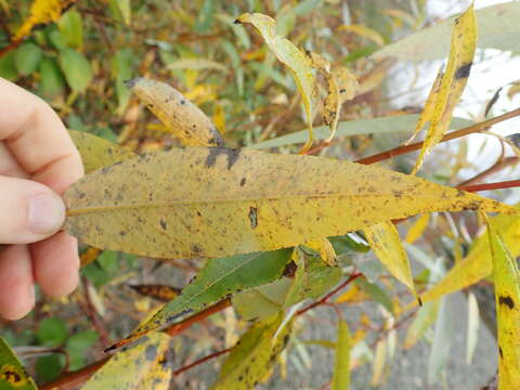 Image of Salix lasiandra var. lasiandra