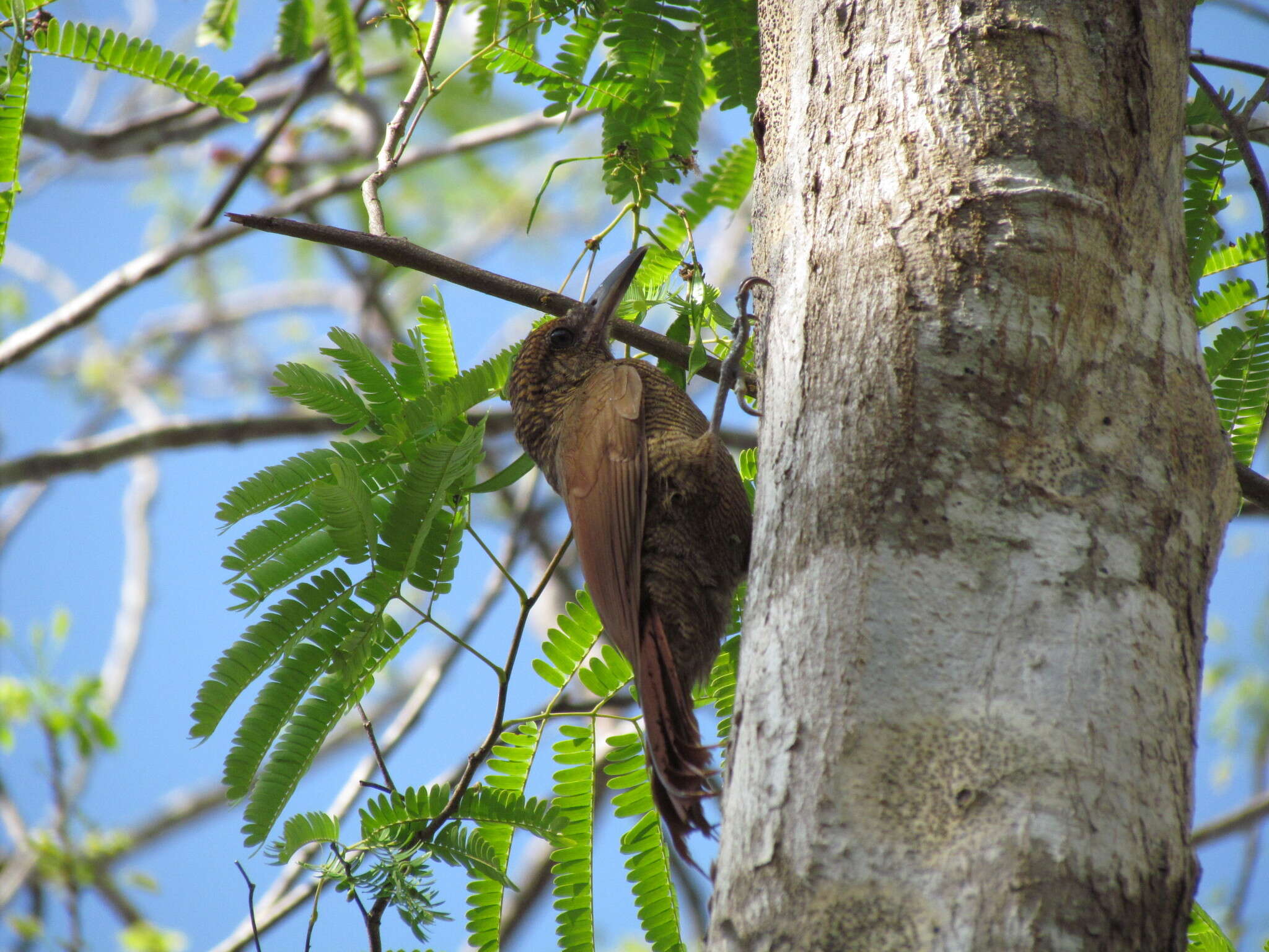 Image of Northern Barred Woodcreeper