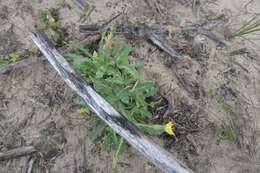 Image of Sonchus megalocarpus (Hook. fil.) J. Black