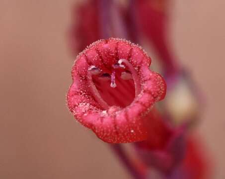 Image of Utah penstemon