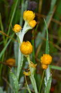 Image de Chrysocephalum apiculatum subsp. apiculatum