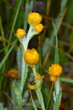 Image of Chrysocephalum apiculatum subsp. apiculatum