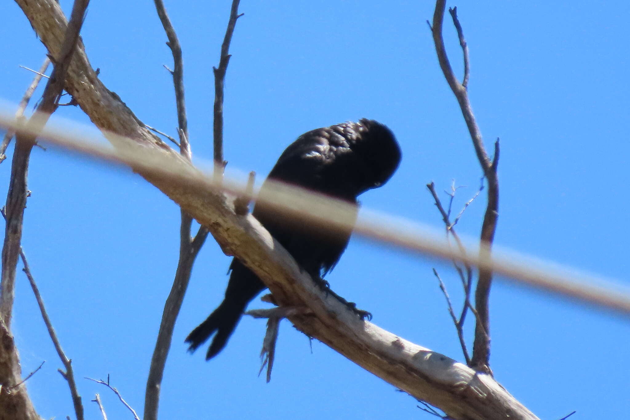 Слика од Corvus tasmanicus tasmanicus Mathews 1912