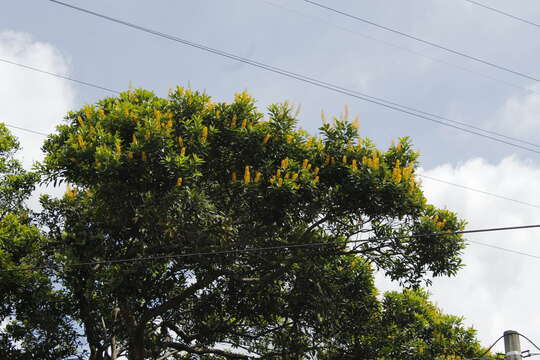 Image of Vochysia guatemalensis J. D. Smith