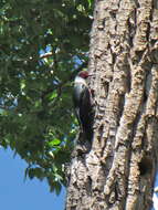 Image of Lewis's Woodpecker