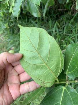 Imagem de Ficus cumingii Miq.