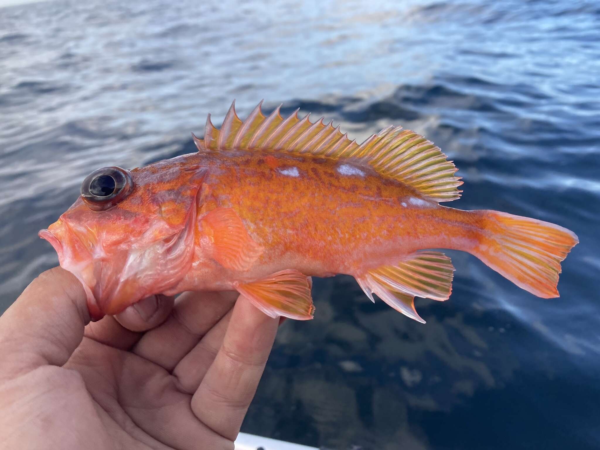 Image of Rosy rockfish