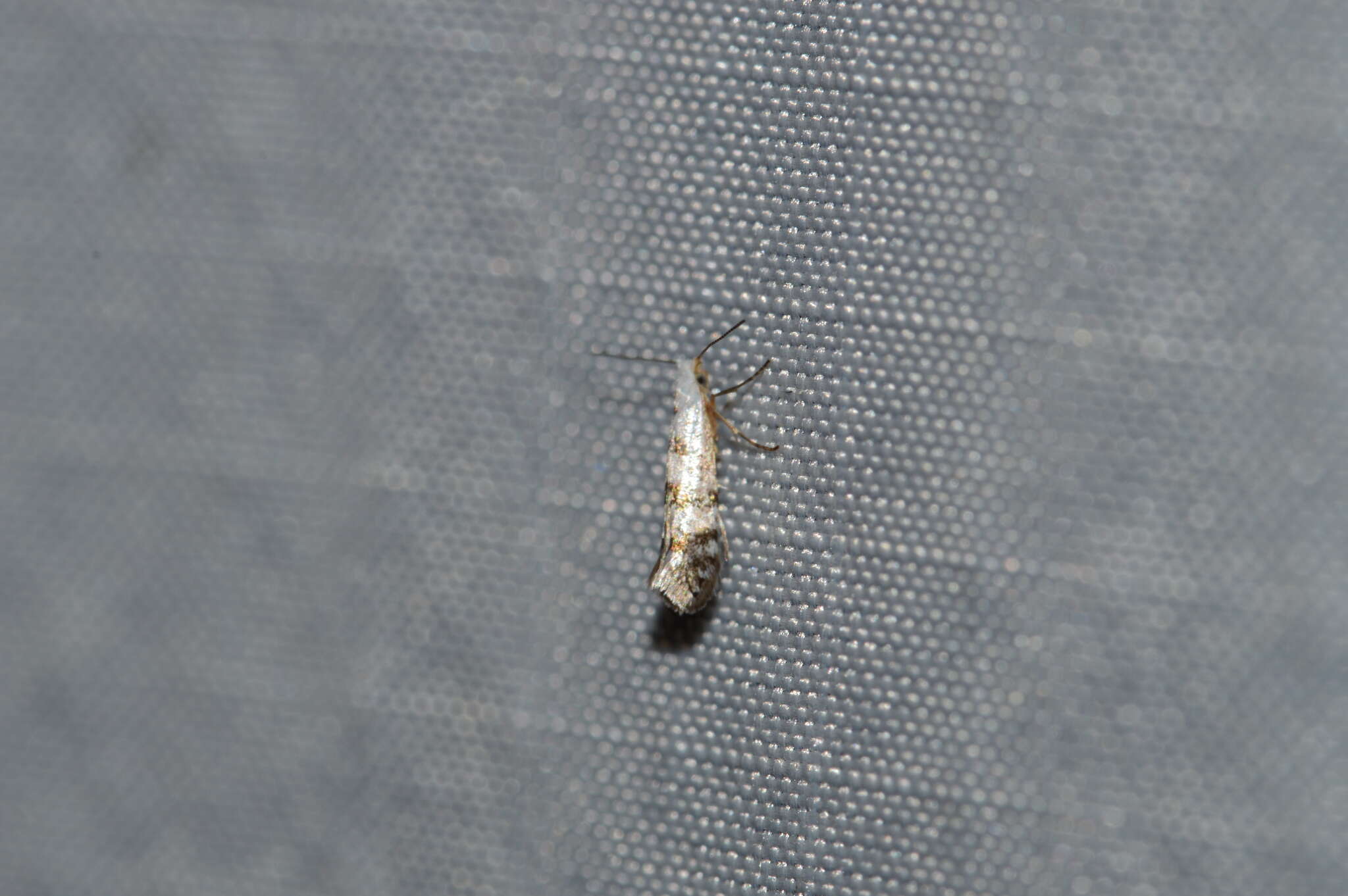 Image of American thuja shoot moth