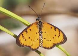 Image of Acraea zitja Boisduval 1833