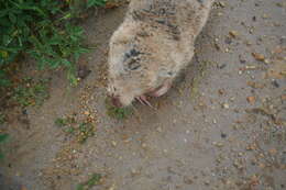 Image of Dune Mole Rats