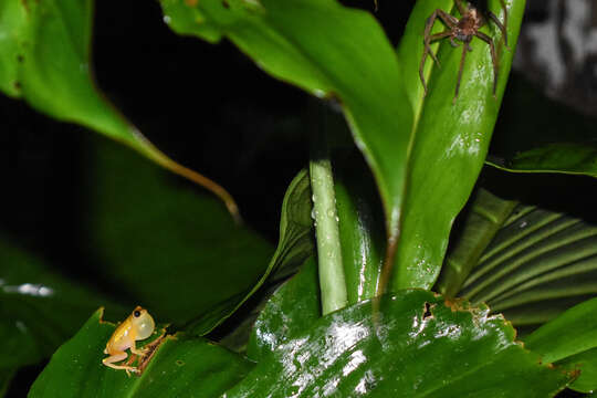 Image of Dendropsophus bifurcus (Andersson 1945)