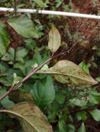 Image of Ageratina ligustrina (DC.) R. King & H. Rob.