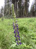 Image of largeleaf lupine