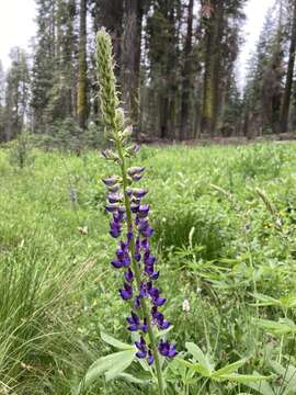 Image of largeleaf lupine