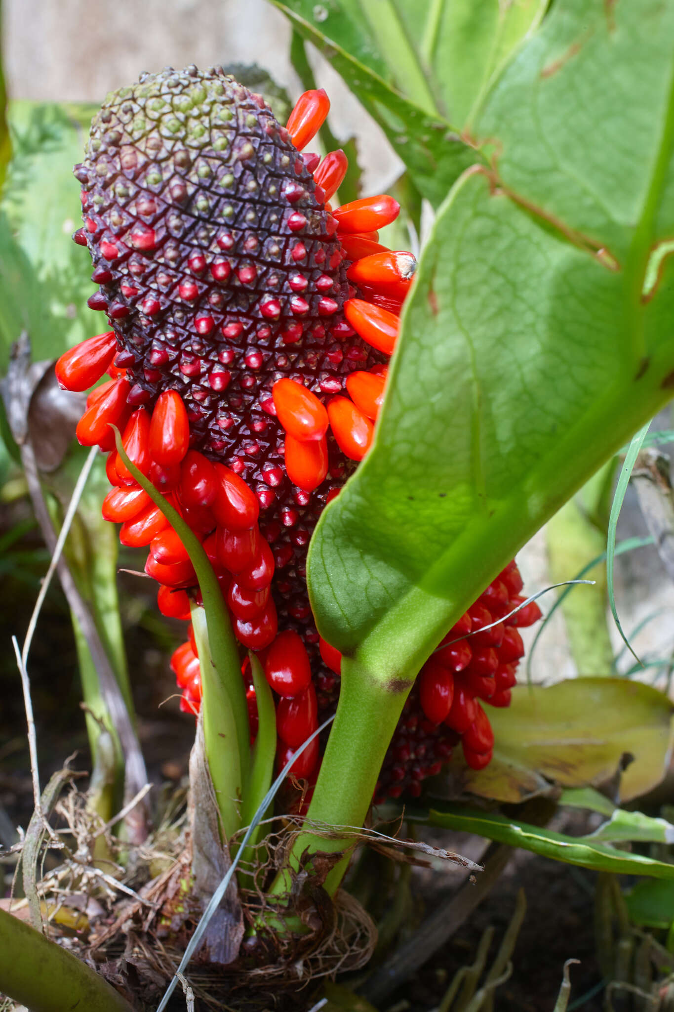 Image of Anthurium cubense Engl.