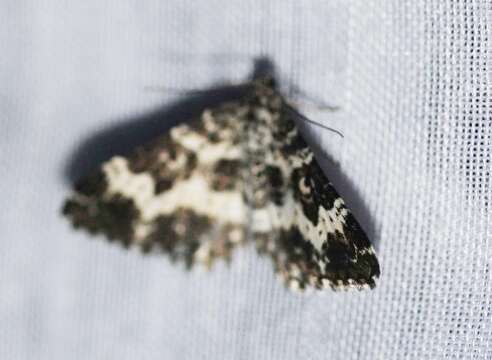 Image of small argent and sable