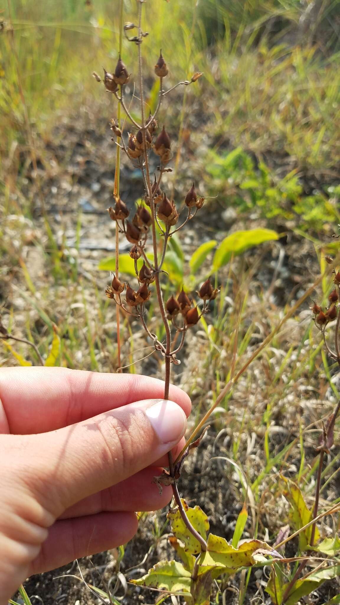 Image of pale beardtongue