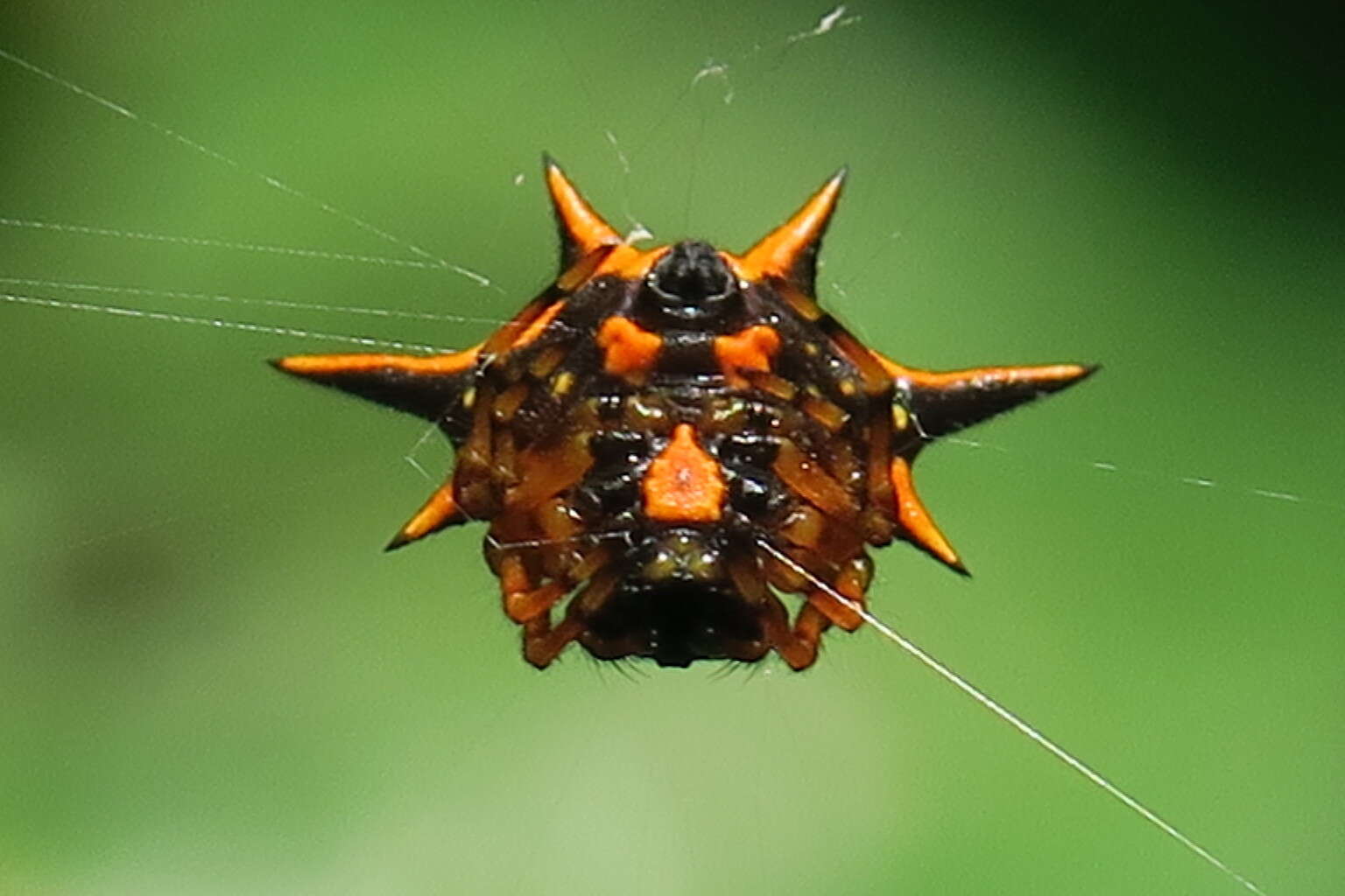 Image of Macracantha hasselti (C. L. Koch 1837) Macharoenboon, Siriwut & Jeratthitikul 2021