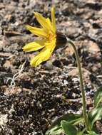 Image de Arnica griscomii subsp. frigida (Iljin) S. J. Wolf