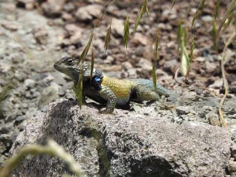 Image de Sceloporus mucronatus Cope 1885