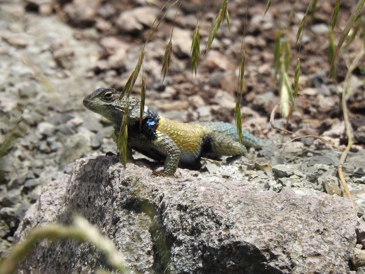 Plancia ëd Sceloporus mucronatus Cope 1885